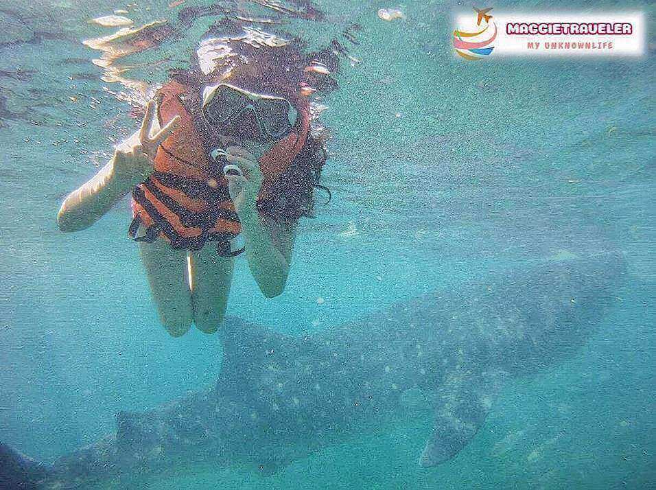 菲律賓看鯨鯊